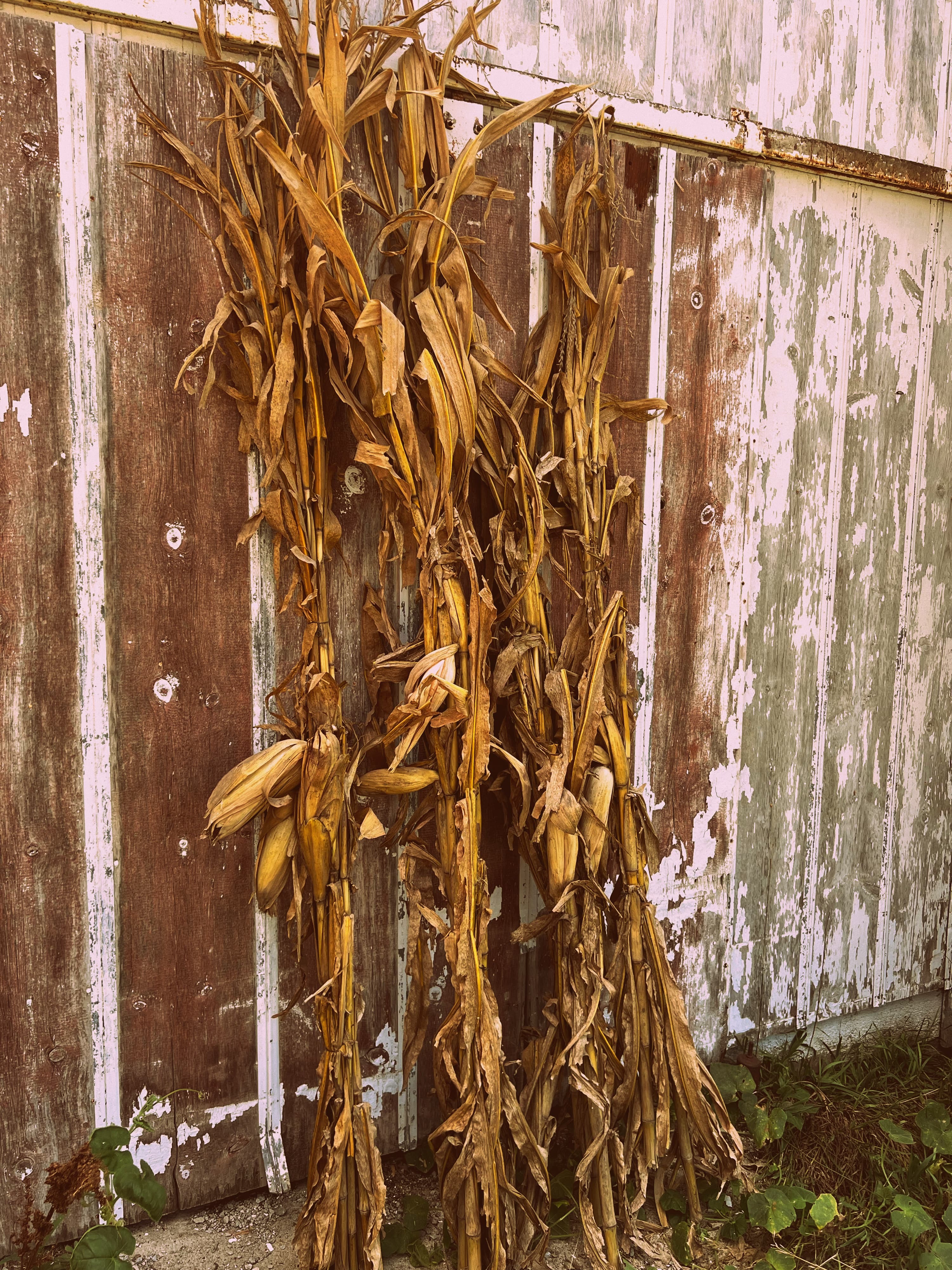 corn-stalks-2.jpg